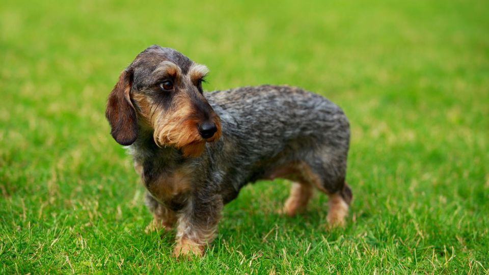 Dachshund (Wire Haired)